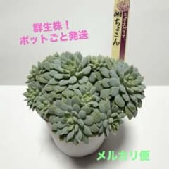 ちょこん❣️ミックスベリア 群生株 おらいさん苗 メルカリ便 鉢ごと