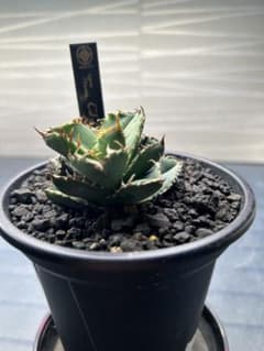 アガベ CJ-11 子株付き - メルカリ