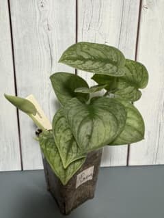 Scindapsus sp 発根済 5本セットのサムネイル