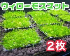【無農薬】ウィローモスマット 約5cm×5cm 2枚のサムネイル