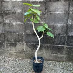 美樹形 フィカス ウンベラータ　曲がり　観葉植物 美樹形 フィカス ウンベラータ 曲がり 観葉植物 - メルカリ