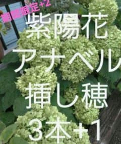 期間限定+2本追加　紫陽花アナベルさし穂のサムネイル