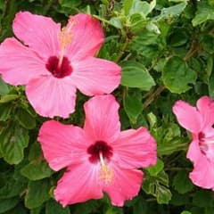 ♥♥♥様専用のサムネイル