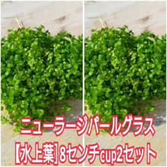 メルカリ便】ニューラージパールグラス【水上葉】☘️8センチcup2