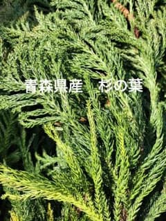 Cedar leaves from Aomori Prefecture - enough to fill a Yu-Packet mailbox