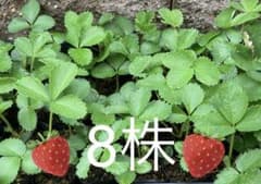 苺の苗　丈夫で毎年収穫　良く増える♪のサムネイル