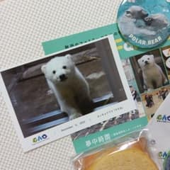 男鹿水族館 シロクマ ホッキョクグマ ももた - メルカリ