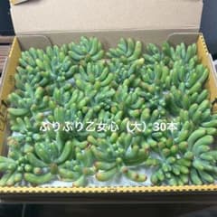 多肉植物カット苗ぷりぷり乙女心（大）30本のサムネイル