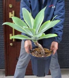 【現品】アガベ　アテナータ黄覆輪　黄斑入りアテナータ　８号　G8番 現品】アガベ アテナータ黄覆輪 黄斑入りアテナータ 8号 G8番 - メルカリ