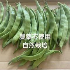 農薬不使用　平江戸いんげん　自然栽培のサムネイル
