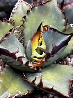 AGAVE TITANOTA FO-76 実生株 子株 - メルカリ