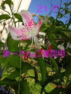 まーさんご確認用　カノコユリ球根　ユリ カノコユリのサムネイル