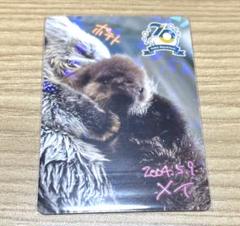 鳥羽水族館　 70周年記念 コレクションカード メイちゃん ポテト キラちゃん 鳥羽水族館 TOBA AQUARIUMコレクションカード メイちゃん キラ