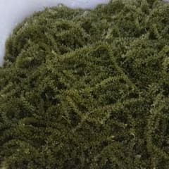 新鮮  海ブドウ500g 茎なしのサムネイル
