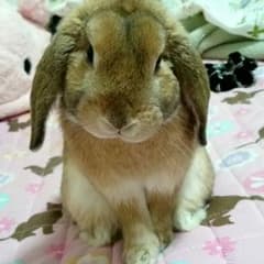K☆Neilチップ販売中止様専用のサムネイル