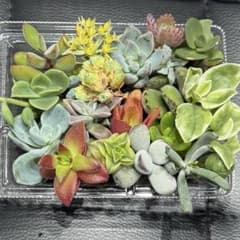 多肉植物^o^カット苗セット もりもり詰め合わせ - メルカリ