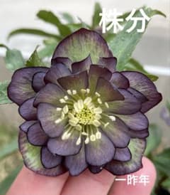 広瀬園芸　クリスマスローズ　原種交配グレープバイカラーダブル　株分 広瀬園芸 クリスマスローズ 原種交配グレープバイカラーダブル 株分