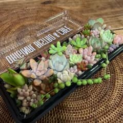 多肉植物 気まぐれ寄せ植え set ⑬のサムネイル