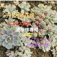 子持ち蓮花錦 いっぱい(*^^*)パープルヘイズ のおまけつき♡のサムネイル