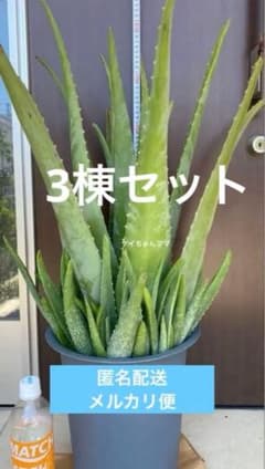 アロエ 3株セット 観葉植物 - メルカリ