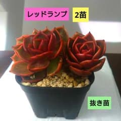 ♥多肉植物エケベリア【レッドランプ】2苗 抜き苗 - メルカリ