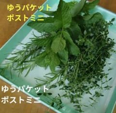 新鮮ハーブ詰め合わせ ローズマリー ミント レモンタイム【鮮度保持袋