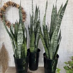 大セール中！2鉢価格！サンスベリア ゼラニカ 苗 苗木 観葉植物 6号鉢