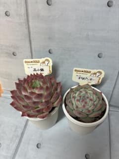 チリピンキー茜小鶴 札付きポットごとメルカリ便ファームパルクさん苗