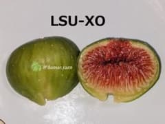 天昇パンダ隊様専用出品 イチジク小苗 2年生 LSU-XO - メルカリ
