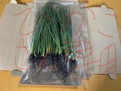 ひかこさん専用　玉ねぎ苗 60株　スーパー春いちばんのサムネイル