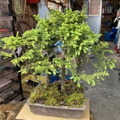 赤蝦夷松 寄せ植え用素材 - メルカリ