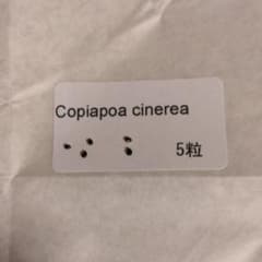 コピアポア・黒王丸 種子5粒 Copiapoa cinerea