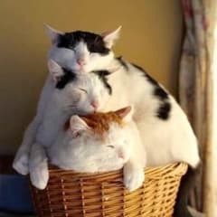 ゆりか様専用のサムネイル