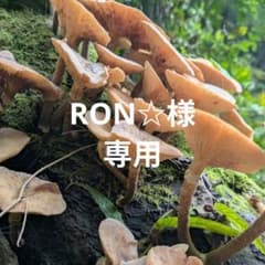 ナラタケ　1キロのサムネイル