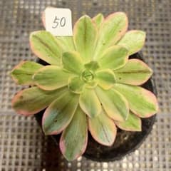 50#観葉植物アエオニウム錦❤️ブロンズメダル錦❤️1大頭2子芽9cm 拔