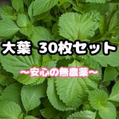 大葉 30枚セット 無農薬栽培のサムネイル