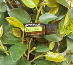 doTERRA 未開封　まとめ売り☆ 新品未開封 doTERRA ドテラ ゼンジェスト 15ml - メルカリ