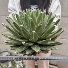 アガベ ビクトリアレジーナ 笹ノ雪 サンキング 極上斑 超大株 写真株