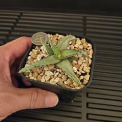 メルカリ便発送☆アロエ (コニフェラ×カスティロニアエ)×メラナカンサ Aloe アロエ カスティロニアエ - メルカリ