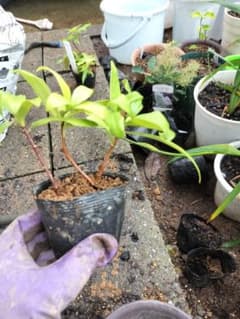 沈丁花苗2本セット　根付き　抜苗花色不明のサムネイル