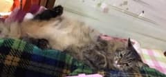 ドラ 確認様のサムネイル