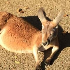 ハト様専用のサムネイル