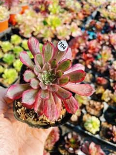 704 紫霞仙子 多肉植物 アエオニウム 抜き苗 - メルカリ