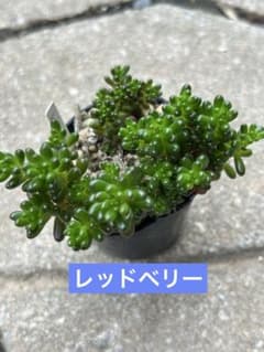 多肉植物・レッドベリー 抜き苗 - メルカリ