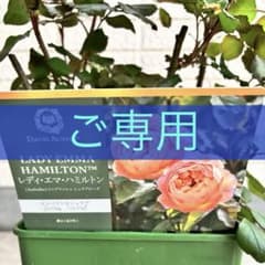 バラ大苗 レディエマハミルトン タグ付き 廃盤品種　蕾付き　薔薇苗　強香 バラ大苗 レディエマハミルトン タグ付き 廃盤品種 蕾付き 薔薇苗 強香