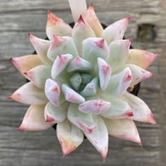 71 コロラータタパルパ 多肉植物のサムネイル