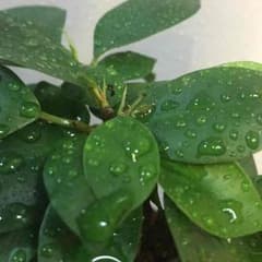 こめ無し様 専用のサムネイル