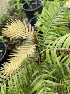 Wollemia nobilis ウォレマイパイン(ジュラシックツリー)H400 Wollemia nobilis ウォレマイパイン(ジュラシックツリー)H400 - メルカリ