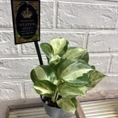 レア！ポトスステータス♡ポットのまま宅急便コンパクトで - メルカリ