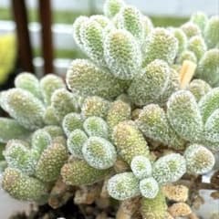 ドロサンテマム·氷晶·5cm鉢ごとお届けのサムネイル